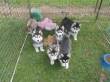 HUSKY SIBERANO CUCCIOLI DISPONIBILI