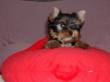 Yorkshire terrier allevamento amatoriale