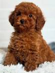 CUCCIOLI BARBONCINI RED TOY VERI