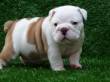 Dolci Cuccioli Di Bulldog Inglese Per Il Natale