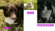 Luna, Ledi e Piccola, 2 ANNI, STERILIZZATE, CERCANO CASA. Una storia di amore e di lotta in Abruzzo,