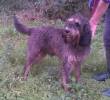 GAIO, IRRESISTIBILE SPINONE PURO