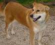 IKI -CHOW CHOW (derivato)