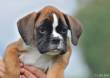 CUCCIOLI BOXER 