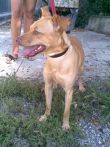 OSCAR 10 mesi taglia piccola... rischia di tornare in canile