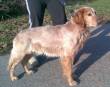 SHILO, MAGNIFICO INCROCIO SETTER IRLANDESE DI 6 ANNI