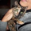 CUCCIOLA TRILLI, STUPENDA GATTINA TRICOLORE TARTARUGATA, 5 MESI, VACCINATA, CERCA UNA CASA