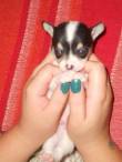 cucciolo di chihuahua 750 euro