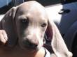 Disponibili cuccioli di Weimaraner