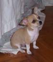 Chihuahua cuccioli bellissimi