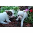 OFFRO URGENTE: Adorabili cuccioli di chihuahua per di natale
