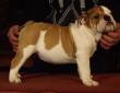 Bulldog inglese - cuccioli