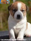 Cuccioli Selezionati Jack Russell Terrier pedegree ROI- Figli Diretti di Pluricampioni di Bellezza