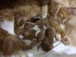 Gattini Di Razza Maine Coon Rossi Con Bianco