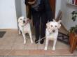 Bess e Cristal splendide labrador