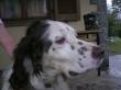 adozione x Peter, un meraviglioso setter inglese di pura razza