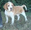 BUDDY è un bellissimo meticcio bassethound di 7 anni, maschio. In canile soffre tantissimo il freddo