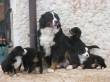 BOVARO BERNESE CUCCIOLI