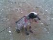 BRIO, SPINONE DOLCISSIMO, BELLO, SIMPATICO, ABBANDONATO IN CANILE cerca disperatamente qualcuno che