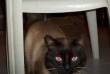 FIORE, GATTO SIAMESE, 1 ANNO E MEZZO, BRAVO E DOLCE, CERCA UNA CASA