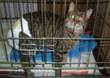 GATTINO DI 7 MESI, STERILIZZATO