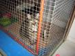 SOPHIE,GATTA TIGRATA,3 ANNI,GIA' STERILIZZATA,MUSETTO DOLCISSIMO,MUORE LA SUA PADRONA E IL MARITO LA