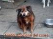 ADOZIONE DEL CUORE: PEPPE, 15 ANNI, DIMENTICATO DA TUTTI