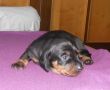 VENDESI CUCCIOLI BASSOTTO CON PEDIGREE