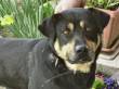ADOTTABILE. BALDO E' UN CANE BELLISSIMO E BUONO CHE SOFFRE TANTISSIMO LA RECLUSIONE