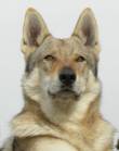 CANE LUPO CECOSLOVACCO