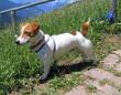 JACK RUSSELL TERRIER