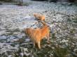 cuccioli di golden retriever