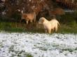 cuccioli di golden retriever