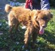 BROWN HA VISSUTO 4 ANNI LEGATO A CATENA IN UN BOSCO, CERCA CASA!!