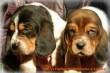 basset hound