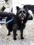 MAX DERIVATO CANE DA PASTORE, 3 ANNI NE LA BELLEZZA NE LA GIOVANE ETA' LO HANNO SALVATO DALL'ABBANDO