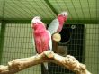 pappagallo roseicapilla