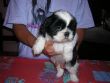 SHIH-TZU CUCCIOLI