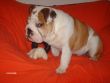 bulldog inglese