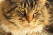Gatti Maine Coon