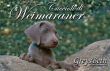 cuccili selezionati razza weimaraner