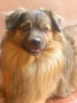 CHARLY, 4 ANNI TAGLIA PICCOLA, NELLA NUOVA CASA NON C'E' POSTO PER LUI E ALLORA FINISCE IN CANILE