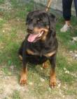 AKIRA, ROTTWEILER DI 8 ANNI CHE SI CREDE UNA CUCCIOLA