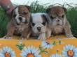 Cuccioli di bulldog inglese per adozione