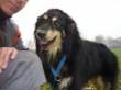 KEN, 5 ANNI, UN CANE BELLISSIMO, fa il seduto, da la zampa, ha occhi vivissimi e intelligenti che se