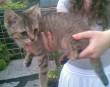 RINNOVO APPELLO!!!Tyson, Morgana e Merlina, bellissimi micini di soli 3 mesi, cercano casa