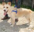 Paco, cucciolotto di 16 mesi, taglia piccola, adora passeggiare e camminare nell'erba, aiutatelo
