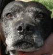 APPELLO DISPERATO PER UNA CAGNOLONA DI RAZZA CHE VIVE DA 10 ANNI IN CANILE E DALLA VITA NON HA MAI A