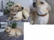 MARLEY, BELLISSIMO METICCIO DI TAGLIA PICCOLA, SOLI 10 MESI, CERCA CASA