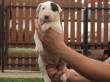 bulldog inglesi,francese,bullterrier